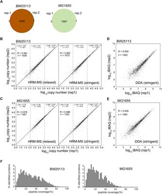 Multifaceted Stoichiometry Control of Bacterial Operons Revealed by Deep Proteome Quantification